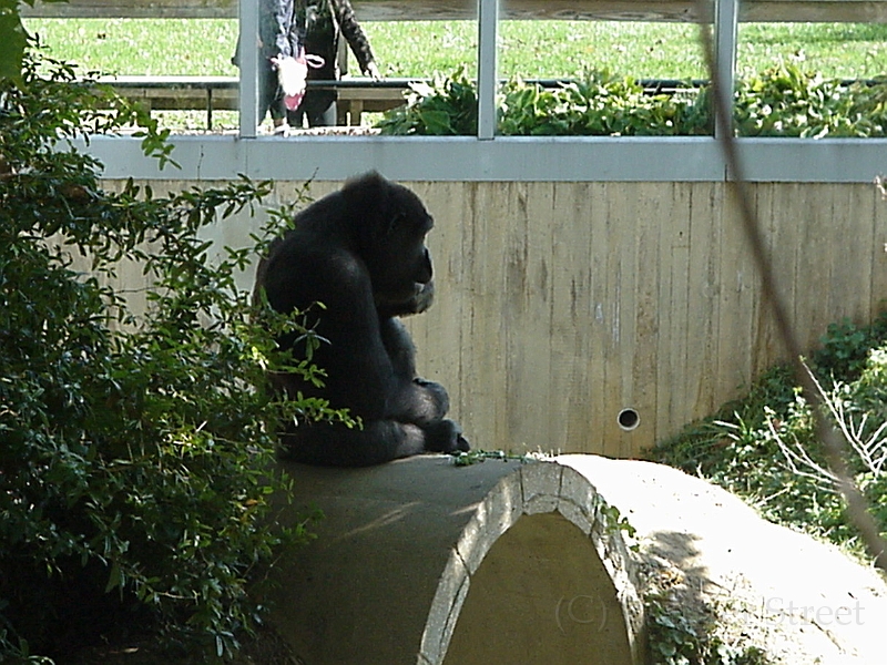 Gorilla 2.jpg